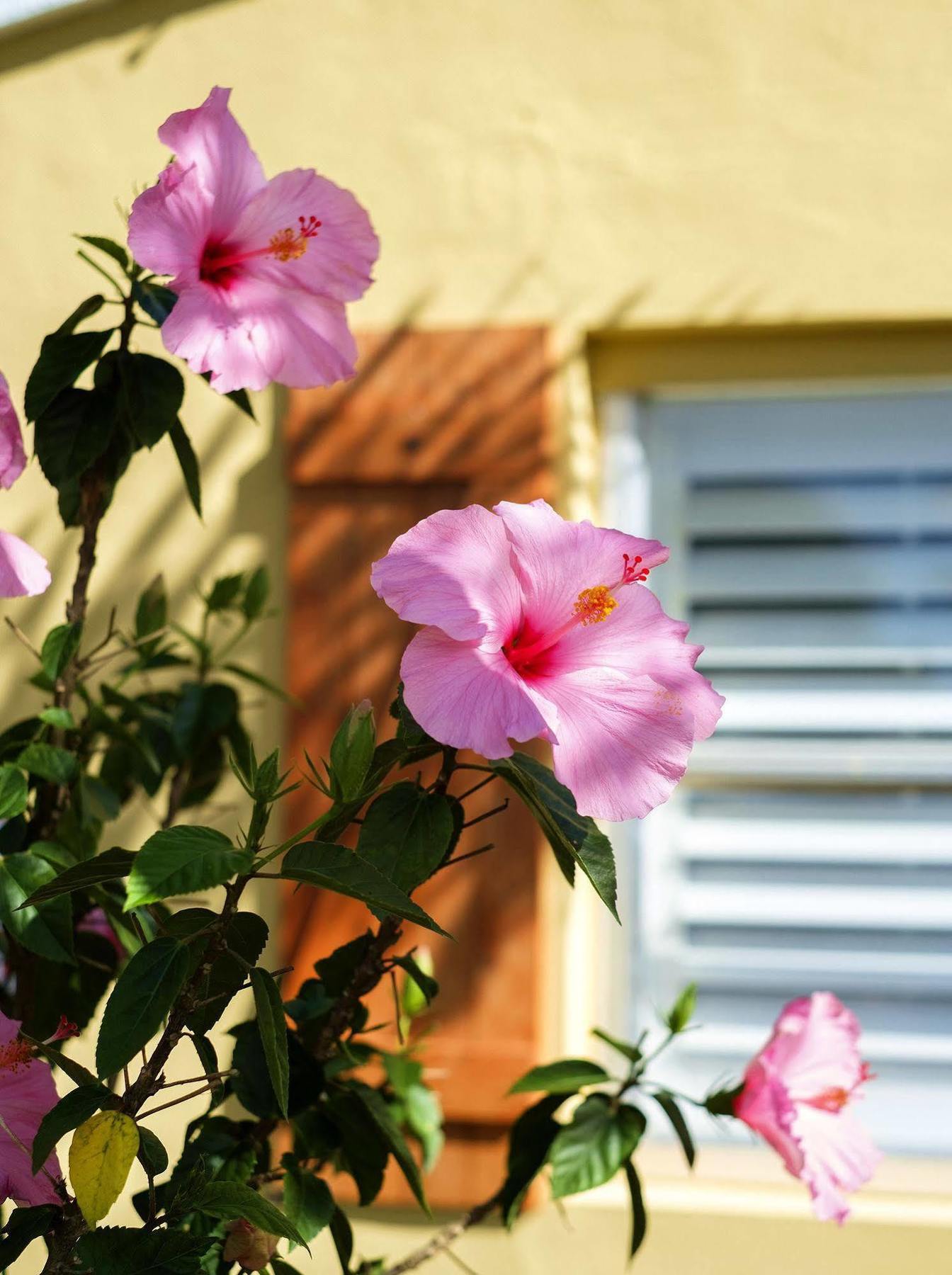 Hotel Atlantic Hideaway Delray Beach Esterno foto